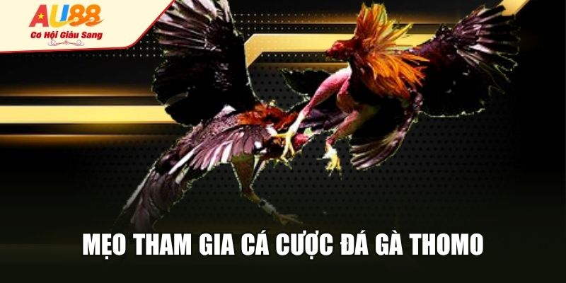 Mẹo tham gia cá cược đá gà Thomo